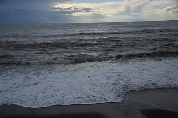 Рыба или осьминог: На пляже в Туапсе обнаружили чудо-юдо