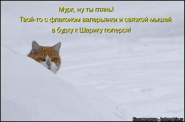 Лучшие котоматрицы недели (50 фото)