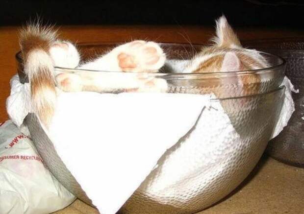 Кошка спит