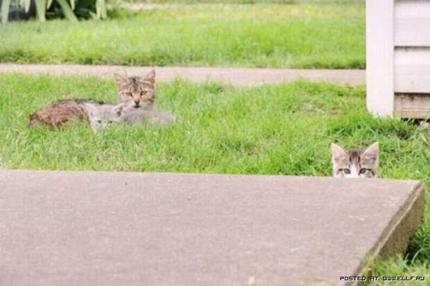 Смешные коты в засаде (30 фото)