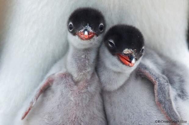 Селфи животных