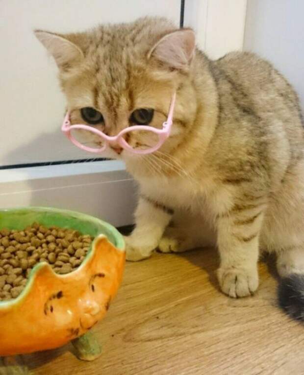 Субботний котопост коты, кошки, приколы с котами., смешные коты