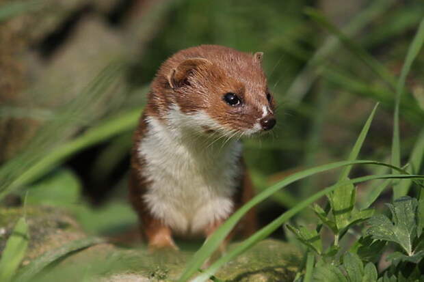 Ласка обыкновенная (Mustela nivalis). животные, ласка