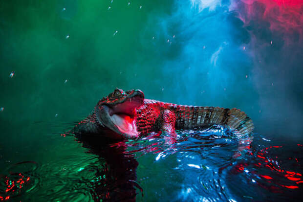 Необычный образ для аллигаторов.  Автор фото: Andrew McGibbon.