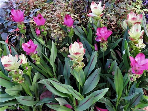Curcuma_alismatifolia_DSCN1750-1 (2)