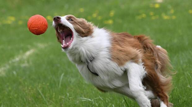 Ветврач Фроленко: при поездке с питомцем нужно накрыть пледом переноску