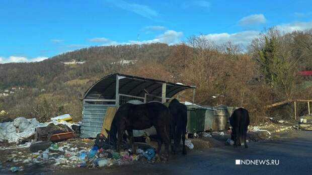 Туристов удивили лошади на сочинских мусорках