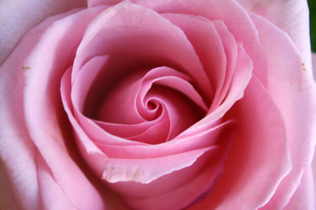 fibonacci__s_rose_by_courtneyreborn-d3demzd