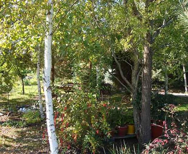 Березы в саду