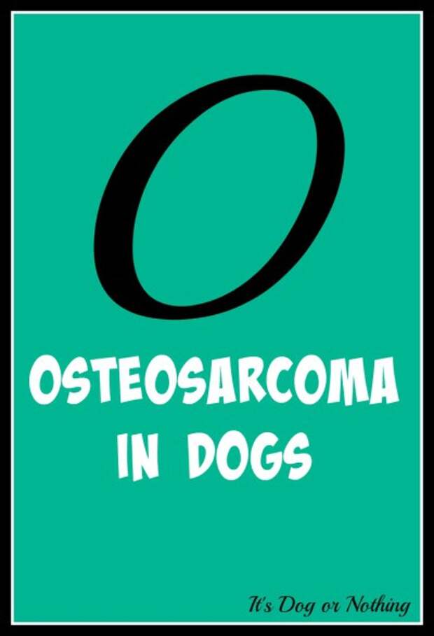 When it comes to giant breed health and nutrition, there's a lot that goes into raising a happy, healthy dog. We're going from A to Z talking about giant breed specific needs! Today, it's all about something all giant breed parents worry about: osteosarcoma.