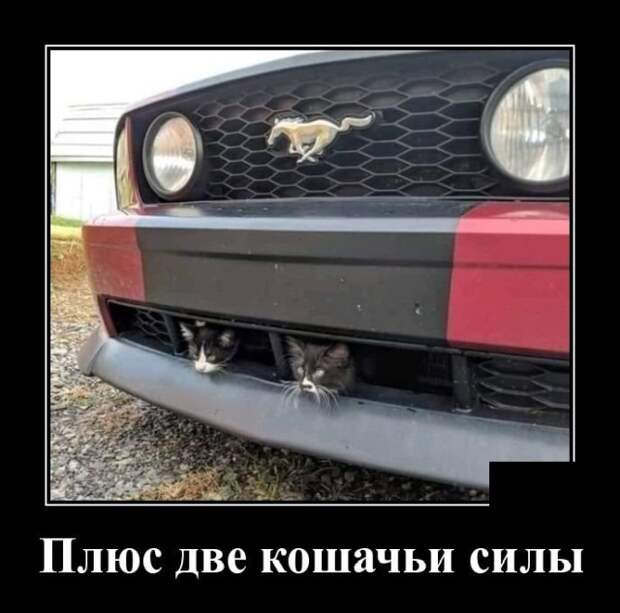 Демотиваторы (20 фото)