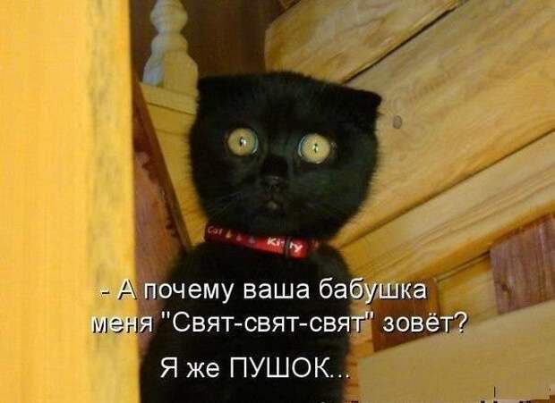 Подражая котоматрице котоматрица, коты, юмор