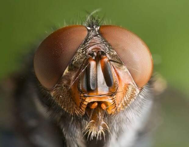 Глаза насекомого