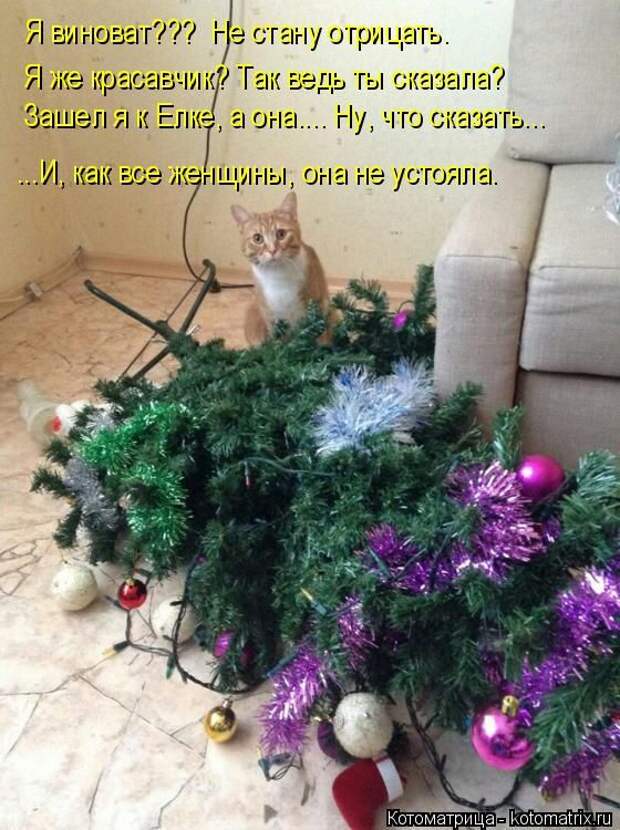 Лучшие котоматрицы недели (50 фото)