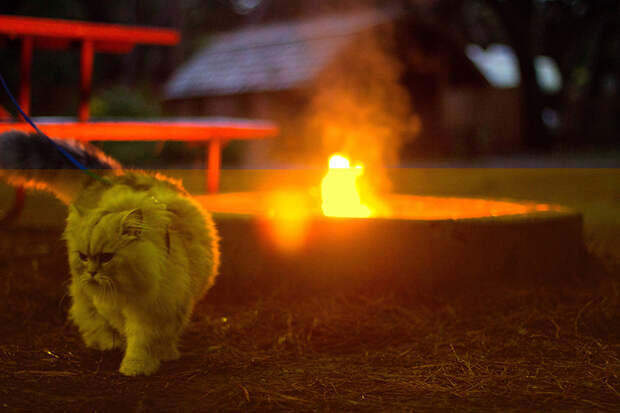 gandalf-cat-travelling-the-world-6