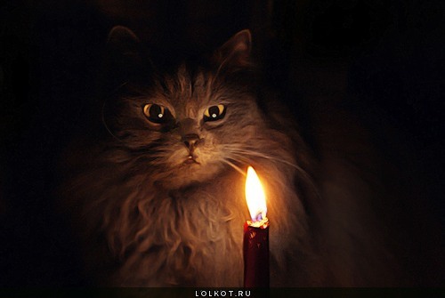 Фотографии кошек и котов (Страница 154) Лолкот.Ру