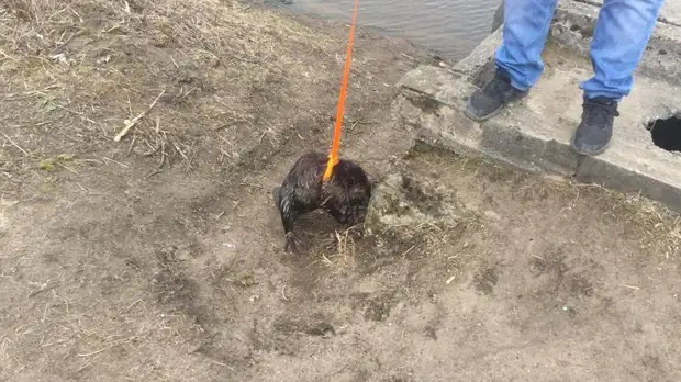 Спасение бобра из водостока сняли на видео в Ленобласти