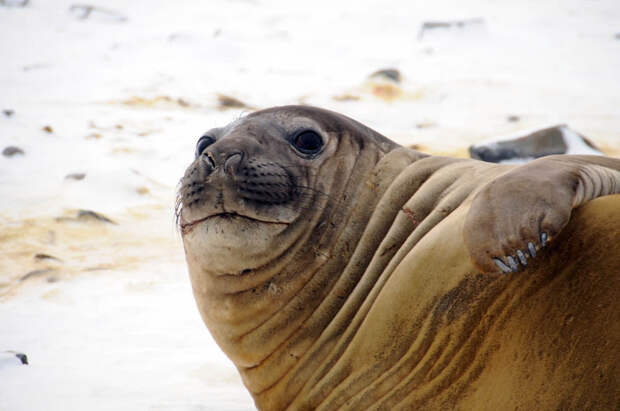 Тюлени виновны в распространении туберкулёза животные, интересное, рыбы, способность