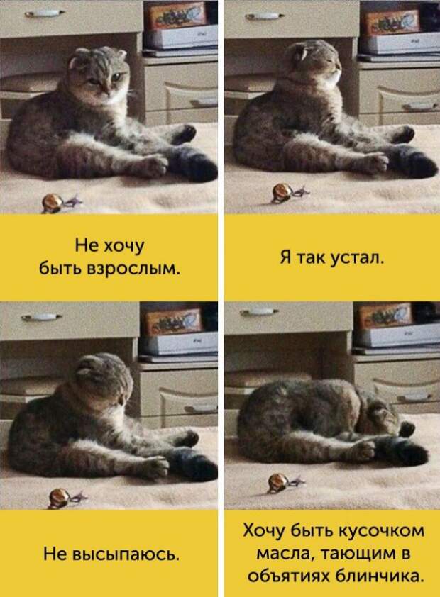 15 котов, мимике которых можно только позавидовать 15 котов, мимике которых можно только позавидовать животные, коты, факты