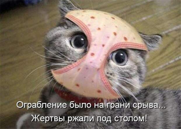 22 котоматрицы