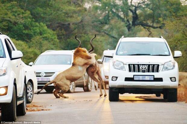 Лев убивает свою добычу прямо на дороге на глаза у ошеломлённых туристов в Национальном парке Крюгер в Южной Африке.