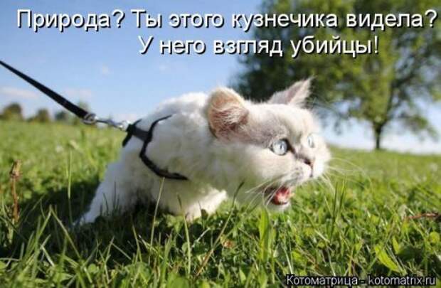 Прикольные котоматрицы. Весёлые коты
