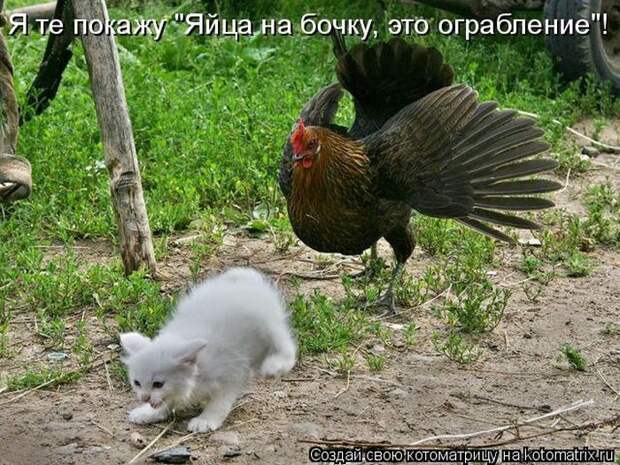 Лучшие котоматрицы недели
