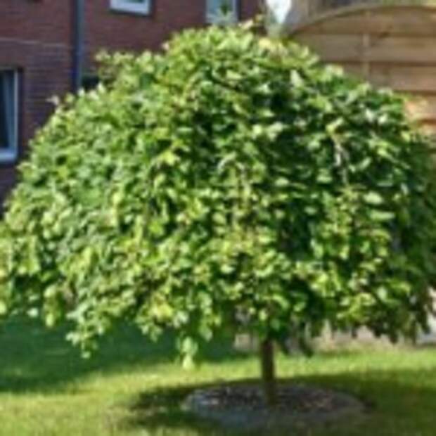 Salix caprea Pendula Salix caprea Pendula