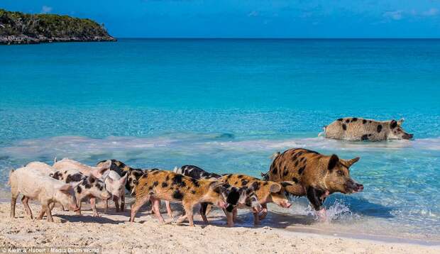swimmingpigs06 Счастливая жизнь веселых хрюшек на Багамах