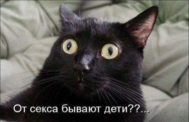 Прикольная котоматрица (22 шт)