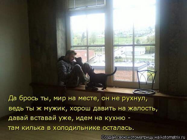 Лучшие котоматрицы недели (50 фото)