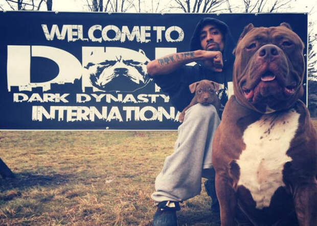 Самый крупный питбуль в мире Самый крупный питбуль в мире питбуль, халк