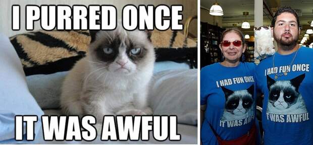 10 заветных секретов успеха самого богатого кота в мире GrumpyCat05 10 заветных секретов успеха самого богатого кота в мире