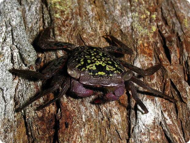 Мангровый древесный краб (лат. Aratus pisonii)