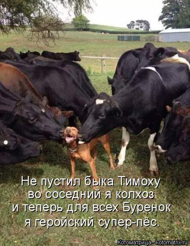 Котоматрица: Не пустил быка Тимоху во соседний я колхоз и теперь для всех Буренок я геройский супер-пёс.