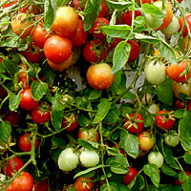 сорта томатов детерминантные