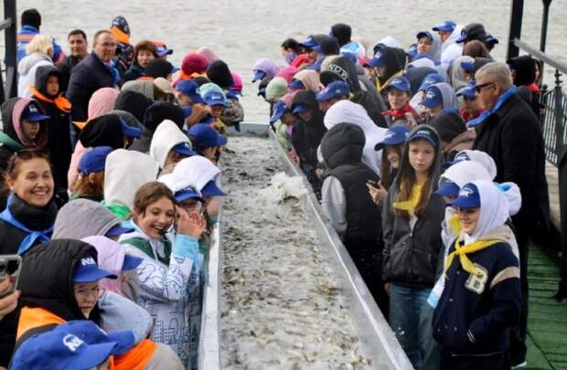 В Астраханской области выпустили около 27 тысяч особей молоди сазана