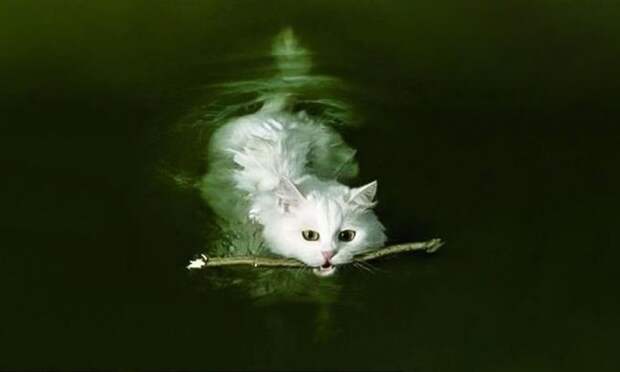 6. Кот, который думает, что он собака. животные, кот