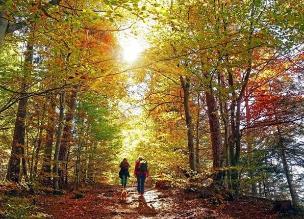 Two people hiking through sunny woods in autumn with their dog.