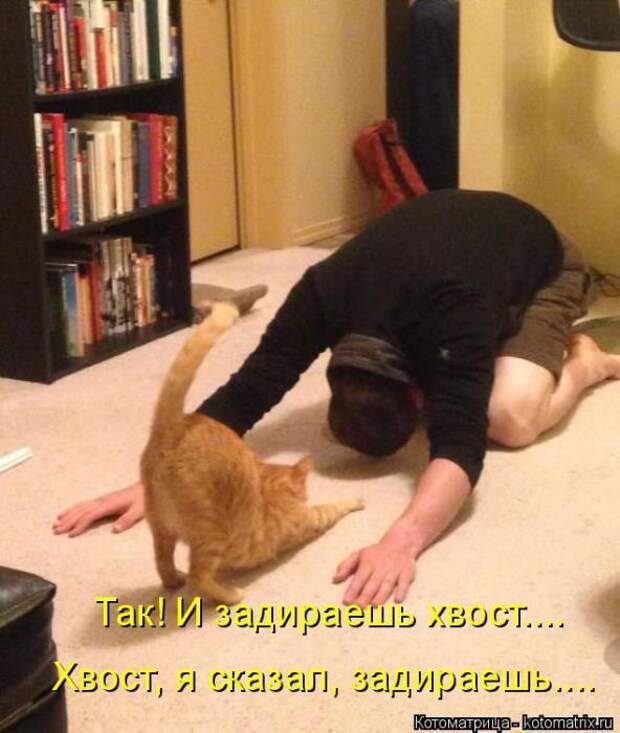 Котоматрицы(картинки с надписями)