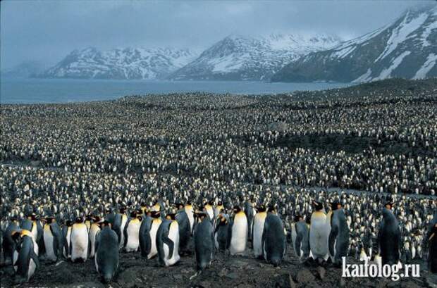 Приколы про пингвинов (30 фото) Приколы про пингвинов (30 фото)