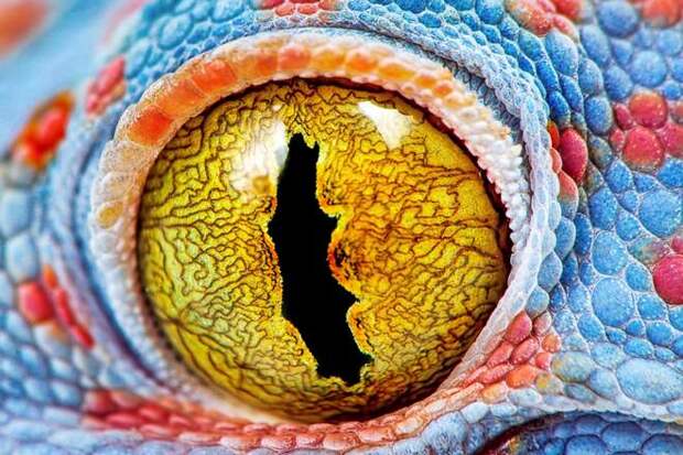 глаз токайского геккона