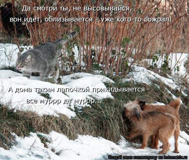 Новая котоматрица на Бугаге (31 фото)