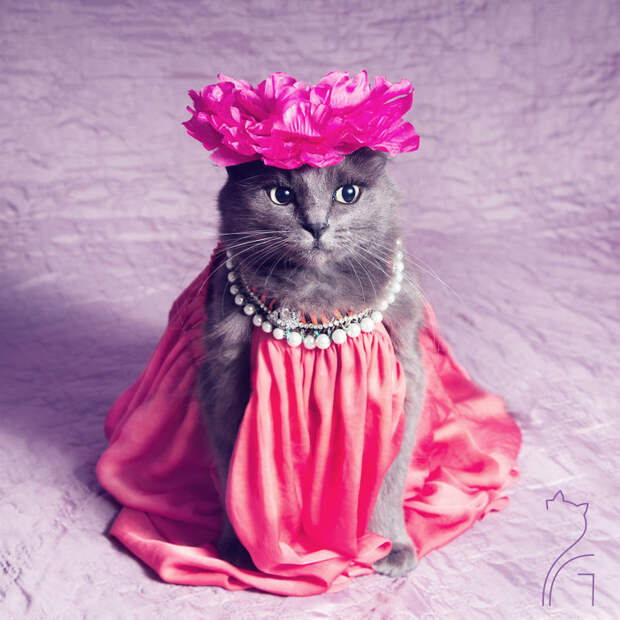 Принцесса в розовом история, кошка, модница