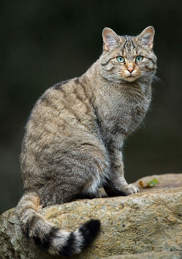 unusual-wild-cats-37__880