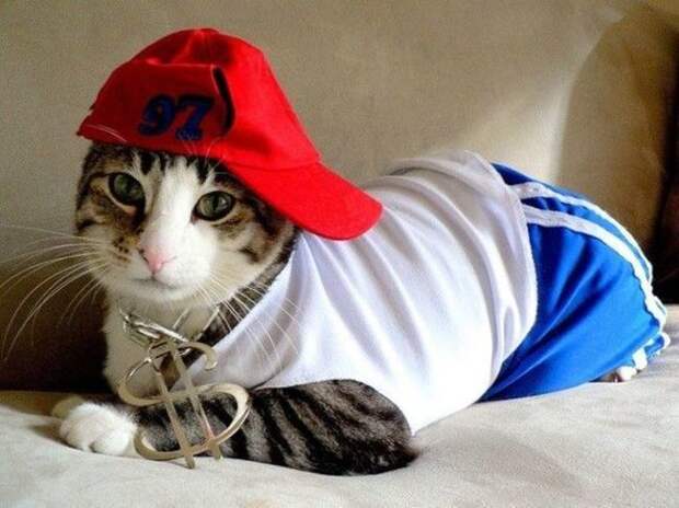 стильные кошки, кошки в модной одежде, модные коты