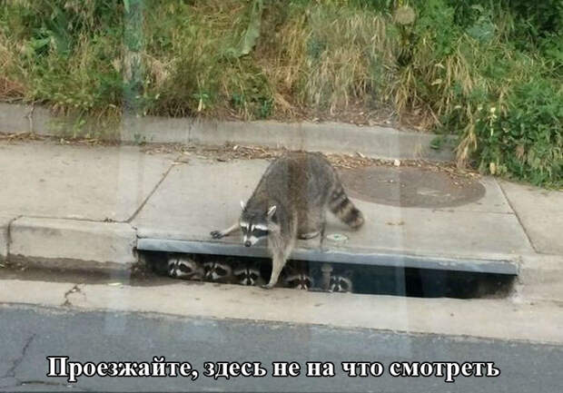 Прикольные картинки (95 фото)