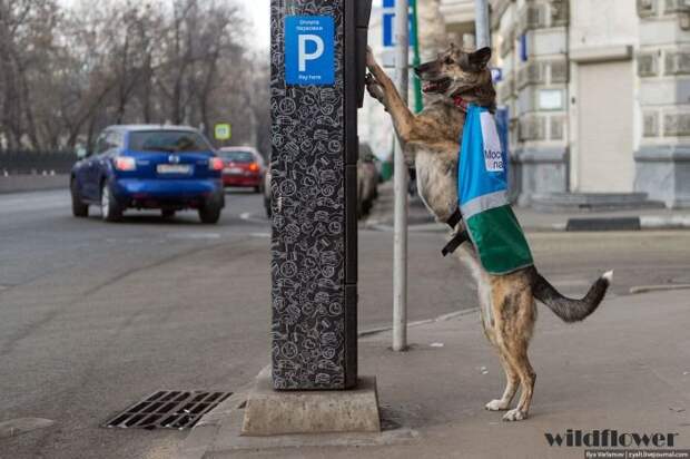 Собаки в парковочной полиции