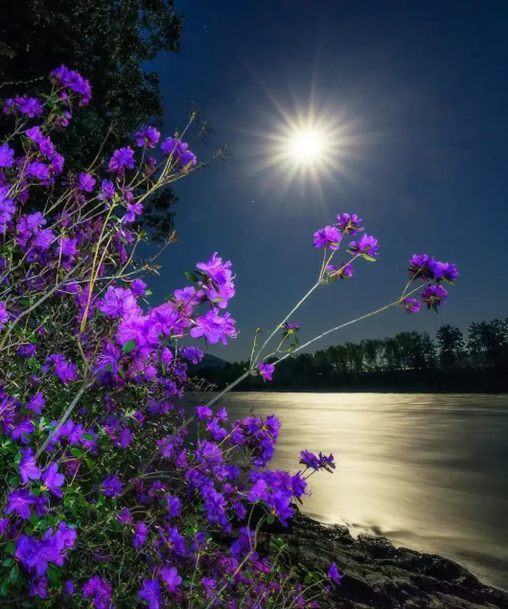 Картинка добрый вечер весенняя природа. Ночной цветок. Спокойной летней ночи. Спокойной весенней ночи. Доброй летней ночи.