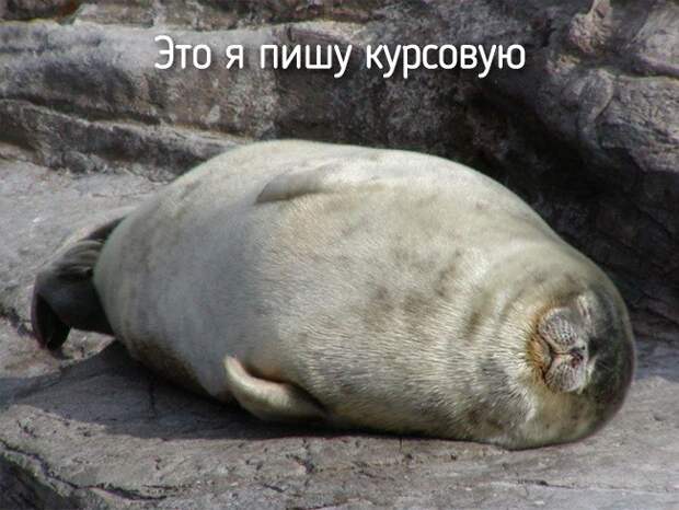 20 животных, которые ведут себя совсем как я животные, позитив
